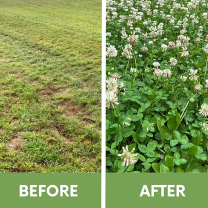 Lawn Seed Kits Dutch White Clover Seed Kit, Easy Spread Shakers, Low Maintenance Lawn, Alternative Ground Cover, Covers up to 250 Sqft