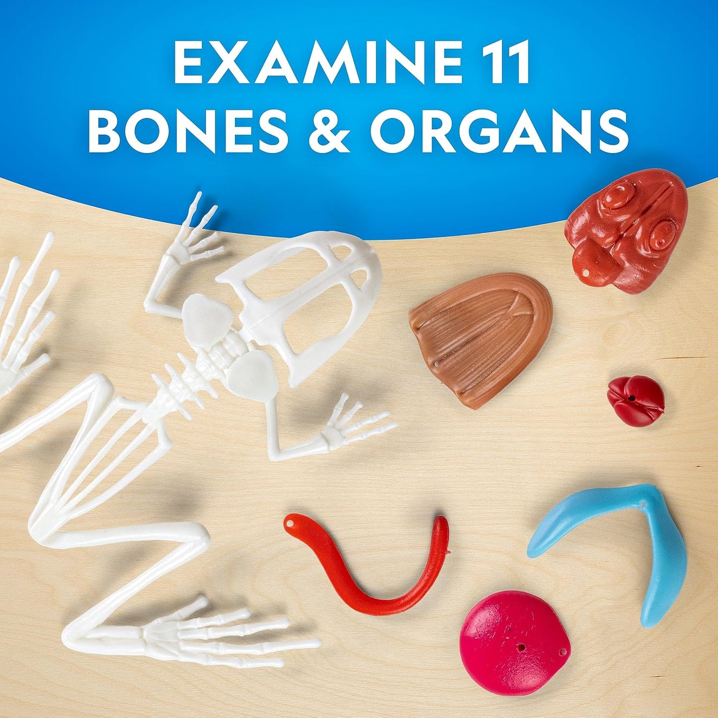 National Geographic Shark Dissection Kit – Glow in the Dark Great White Shark Anatomy Lab with 12 Bones & Organs, Refill Pack, Kid-Friendly Tools & Learning Guide
