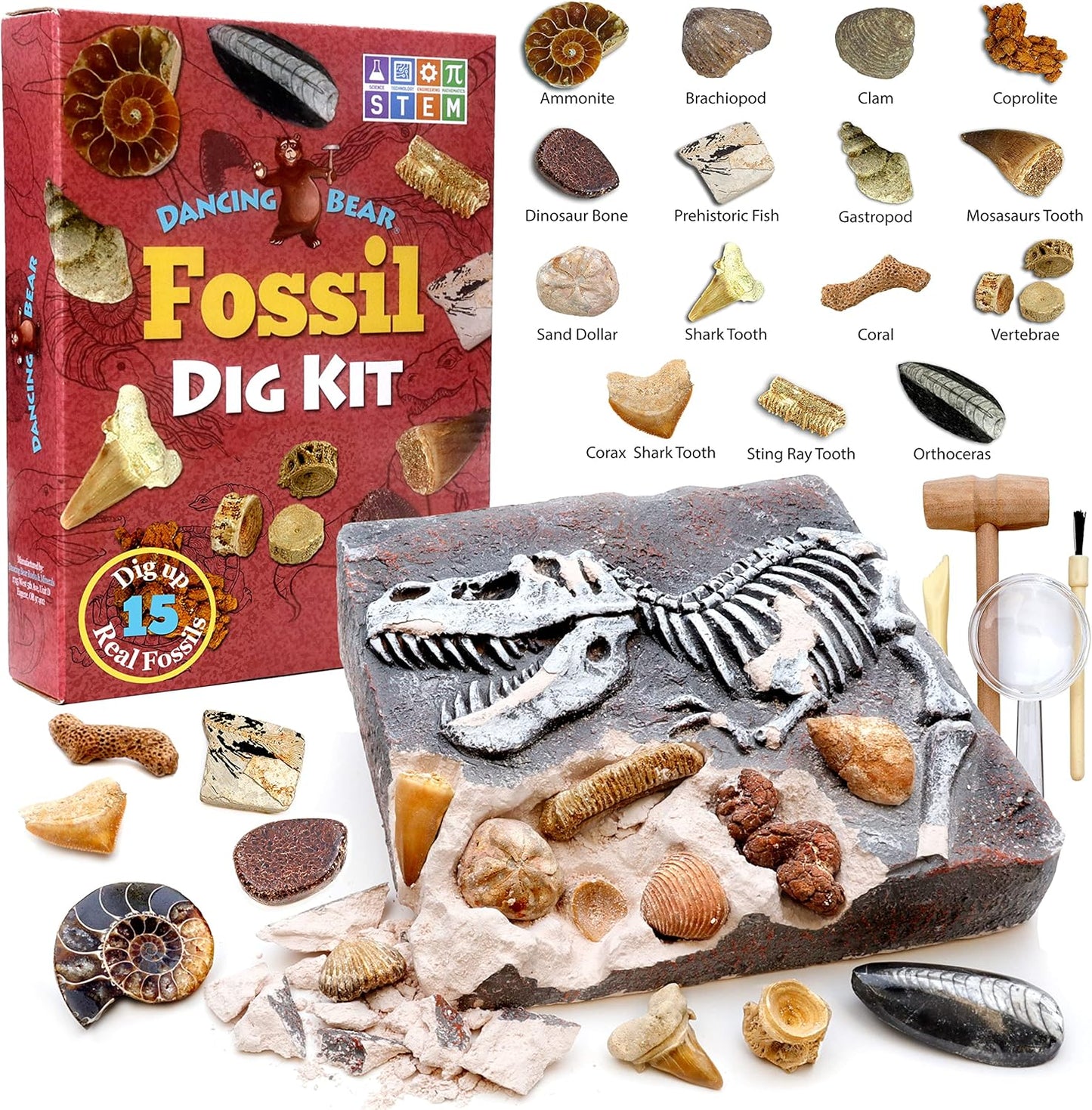 DANCING BEAR Fossil Dig Kit, Excavate 15 Prehistoric Fossils including Real Dinosaur Bones, and Shark Teeth, Paleontology STEM Education for kids, Fun Science Activity Gift Sets for Girls and Boys