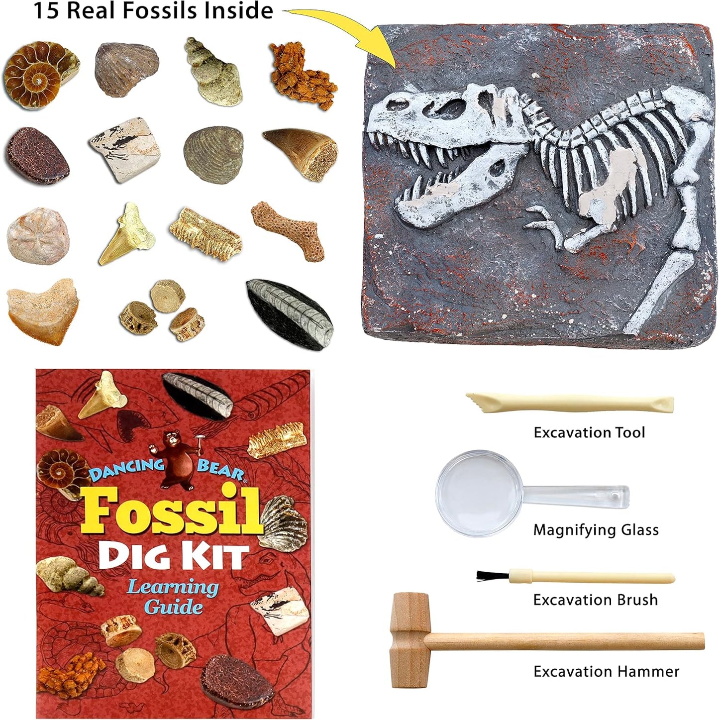 DANCING BEAR Fossil Dig Kit, Excavate 15 Prehistoric Fossils including Real Dinosaur Bones, and Shark Teeth, Paleontology STEM Education for kids, Fun Science Activity Gift Sets for Girls and Boys