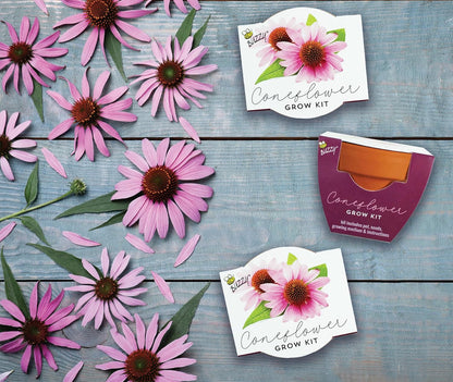 BUZZY Seeds 12-Pack Sunflower Mini Grow Pots – All-in-One Terracotta Flower Starter Kit with Growing Medium, DIY Gardening, Wedding and Shower Favors