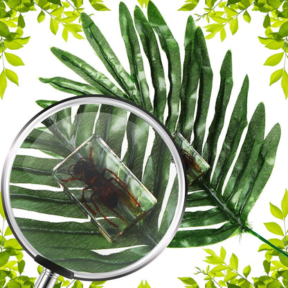 Macarrie 12 Pcs Insect Specimens for Kids Bug Collection Kit Real Specimens of Various Butterflies Beetles Classroom Science Education Animal Collection Bug Preserved Biology(Ladybug)
