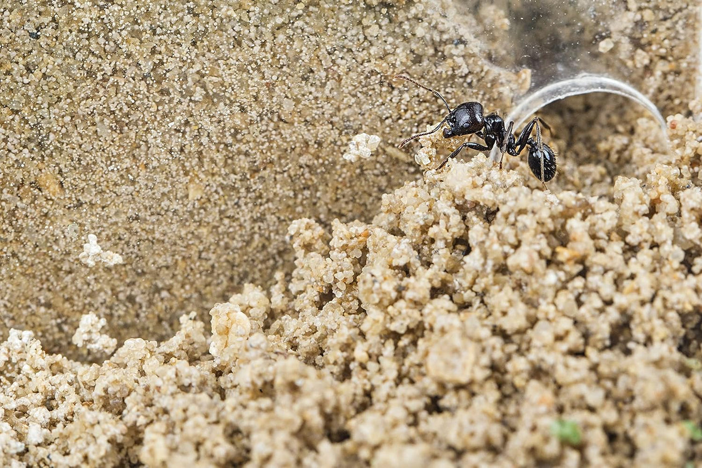 Anthouse.ES - Natural Sand Ant Farm - Acrylic Starter Kit 20x10x10 cm - Sand, Pipette, and Water Dispenser Included - Easy Installation