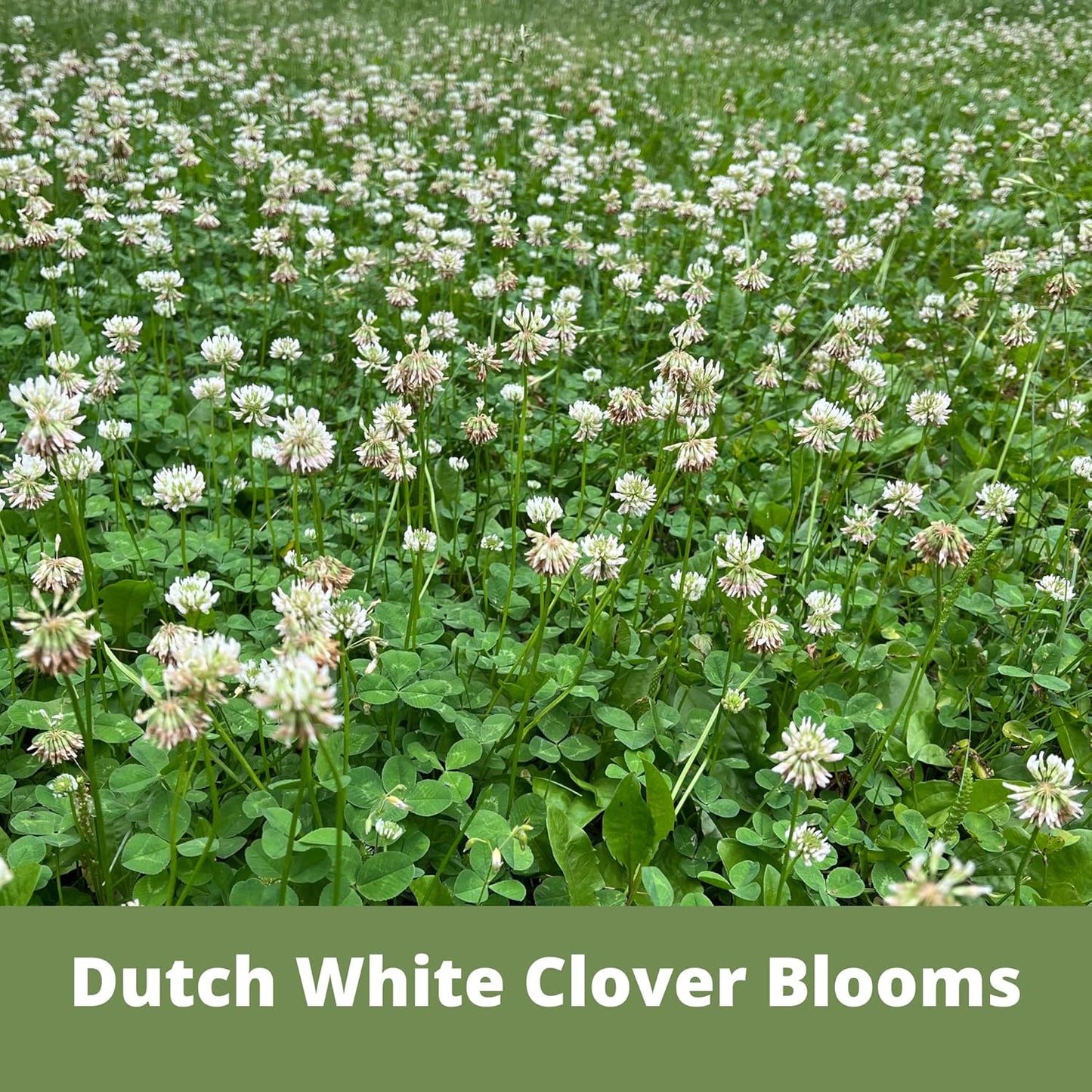 Lawn Seed Kits Dutch White Clover Seed Kit, Easy Spread Shakers, Low Maintenance Lawn, Alternative Ground Cover, Covers up to 250 Sqft