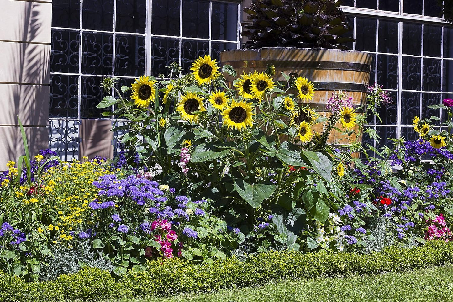 Dwarf Sunflower Seeds for Planting Grow Kit - Seeds - Peat Pots - Soil Pods!