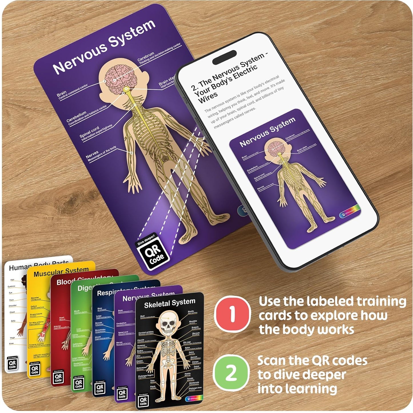 MyBODY Large Human Body Anatomy Model for Kids & Teens - Bottom-to-Top Magnetic Assembly Toy & Educational Learning Kit with Skeleton Base, 7 Puzzle Layers incl. Muscular, Digestive & Nervous Systems
